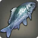 青彩魚