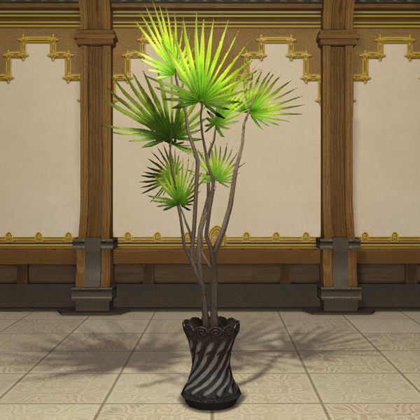 ドラセナの鉢植
