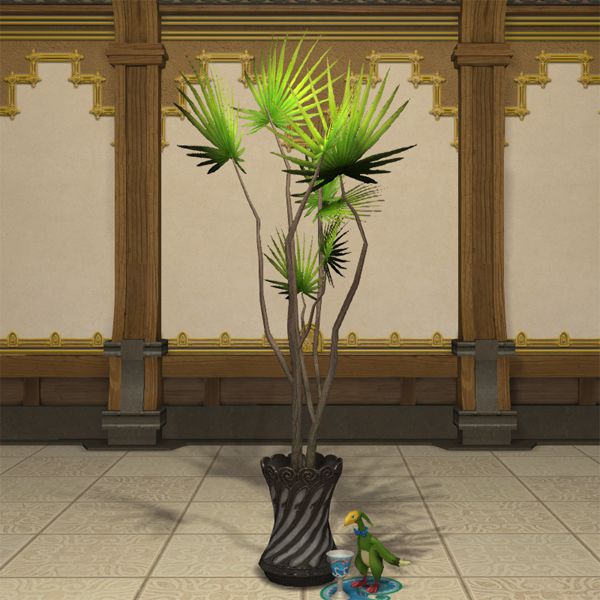 ドラセナの鉢植